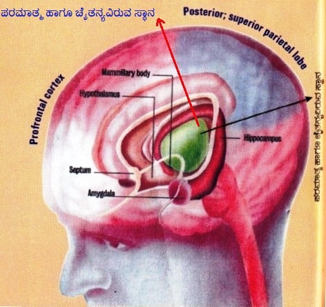 GOD in Brain