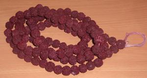 Rudrakshi
